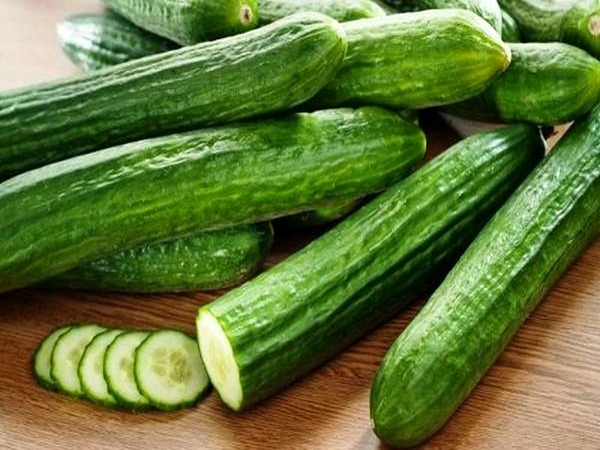 تصویر 2 از فروش خیار گلخانه ای ورامین + قیمت خرید به صرفه