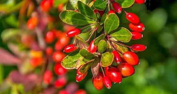 تصویر 3 از خرید و قیمت زرشک تازه بسته بندی + فروش عمده