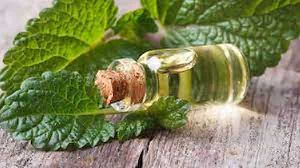 تصویر 5 از قیمت خرید فراورده های گیاهی + فروش ویژه