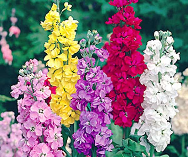 تصویر 1 از فروش گل شب بو باغچه ای + قیمت خرید به صرفه