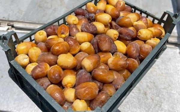 تصویر 4 از قیمت خرما زاهدی با کیفیت + خرید باور نکردنی