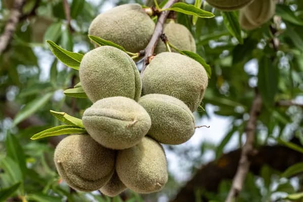 تصویر 1 از فروش نهال بادام خوشه ای + قیمت خرید به صرفه