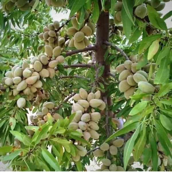 تصویر 5 از فروش نهال بادام خوشه ای + قیمت خرید به صرفه