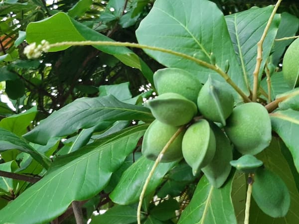 تصویر 1 از فروش نهال بادام منقا دیرگل + قیمت خرید به صرفه