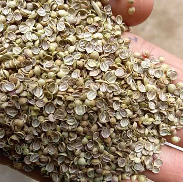 تصویر 1 از قیمت خرید دانه تخم گشنیز با فروش عمده