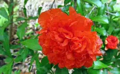 تصویر 1 از خرید و فروش گلنار فارسی برای عفونت با شرایط فوق العاده