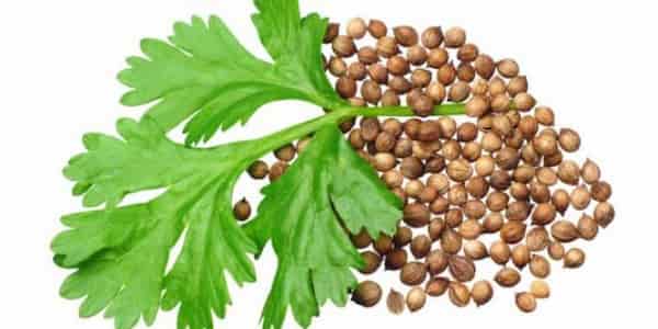 تصویر 1 از فروش تخم گشنیز کوهی + قیمت خرید به صرفه