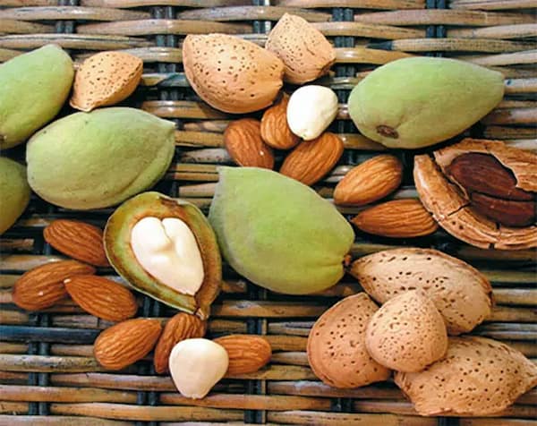 تصویر 2 از خرید و قیمت بادام درختی یک کیلو + فروش عمده