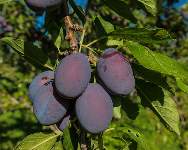 تصویر 4 از خرید آلو ترش جنگلی + قیمت فروش استثنایی
