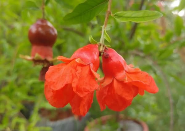 تصویر 5 از قیمت خرید گلنار فارسی برای جوش صورت با فروش عمده