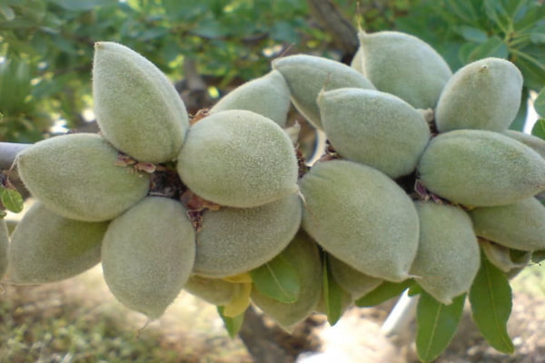 تصویر 1 از قیمت مغز بادام سنگی عمده + خرید باور نکردنی