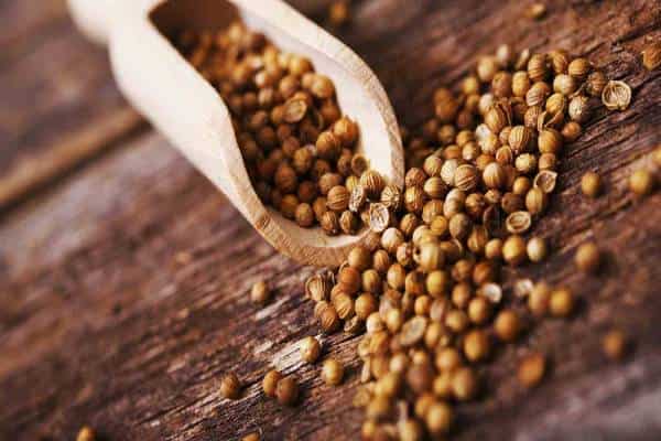 قیمت خرید بذر گشنیز + فروش ویژه