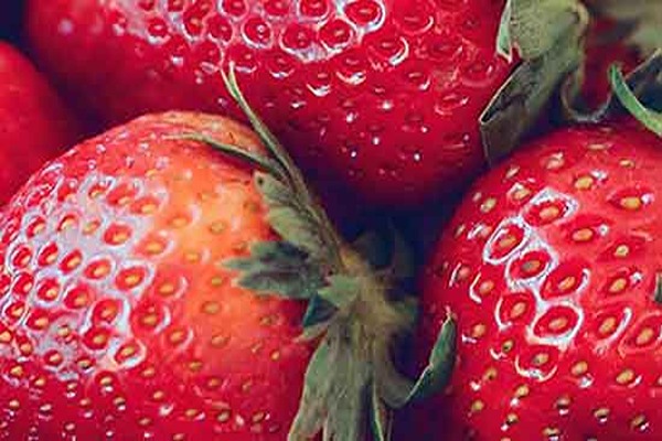 تصویر 5 از خرید و قیمت توت فرنگی وحشی + فروش عمده
