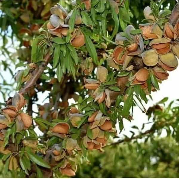 تصویر 3 از قیمت خرید نهال بادام منقا با فروش عمده