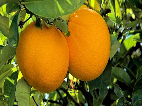 تصویر 4 از قیمت پرتقال تامسون جنوب با کیفیت ارزان + خرید عمده