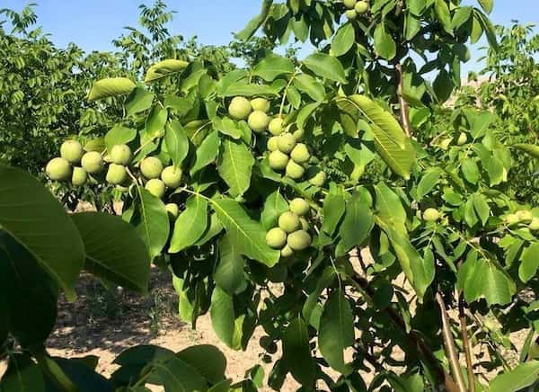 تصویر 3 از خرید و فروش نهال انبه پیوندی با شرایط فوق العاده