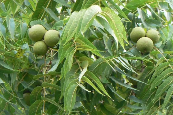 تصویر 2 از خرید و فروش نهال انبه پیوندی با شرایط فوق العاده