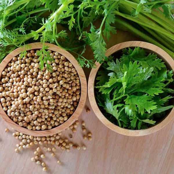 تصویر 5 از خرید تخم گشنیز برای فلافل + قیمت فروش استثنایی