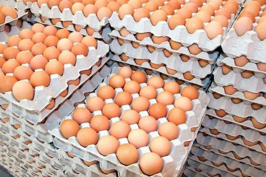 تصویر 5 از خرید تخم مرغ صادراتی + قیمت فروش استثنایی