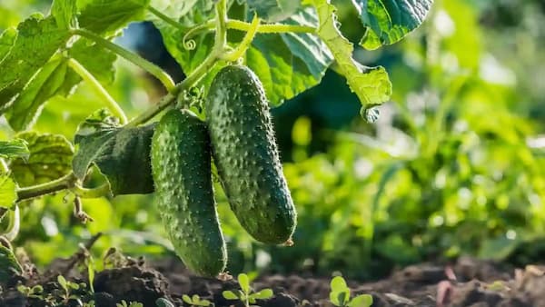 تصویر 5 از فروش خیار درختی رسمی+ قیمت خرید به صرفه