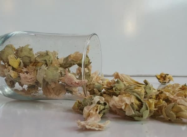 تصویر 1 از قیمت خرید گل ختمی سفید با فروش عمده