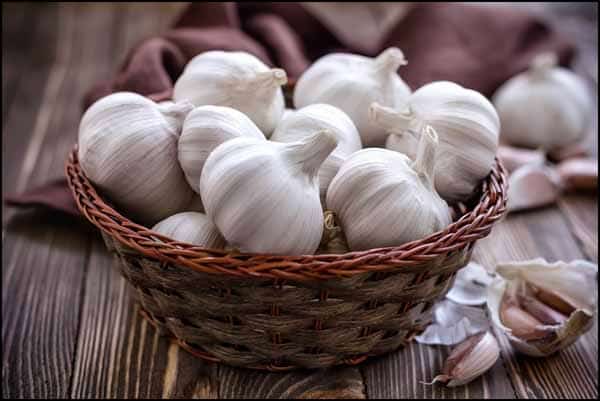 تصویر 5 از فروش سیر خشک شده + قیمت خرید به صرفه