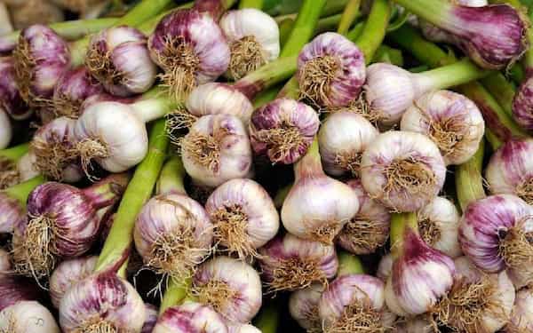 تصویر 1 از خرید سیر خشک عمده + قیمت فروش استثنایی