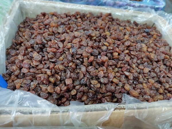 تصویر 2 از قیمت خرید کشمش انگور پیکامی + فروش ویژه