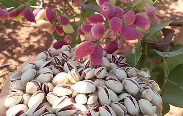 تصویر 3 از خرید و قیمت پسته درجه یک احمد صادراتی + فروش عمده