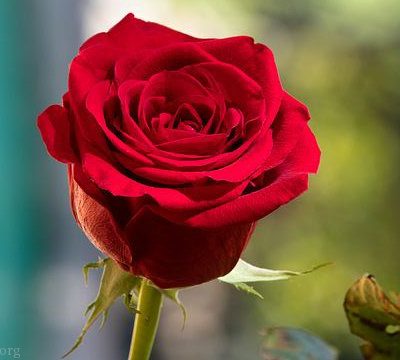 تصویر 2 از قیمت گل سرخ لاله زار کرمان + خرید باور نکردنی