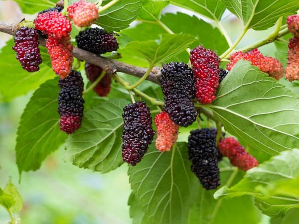 تصویر 3 از خرید و قیمت توت خشک برای قند خون + فروش عمده