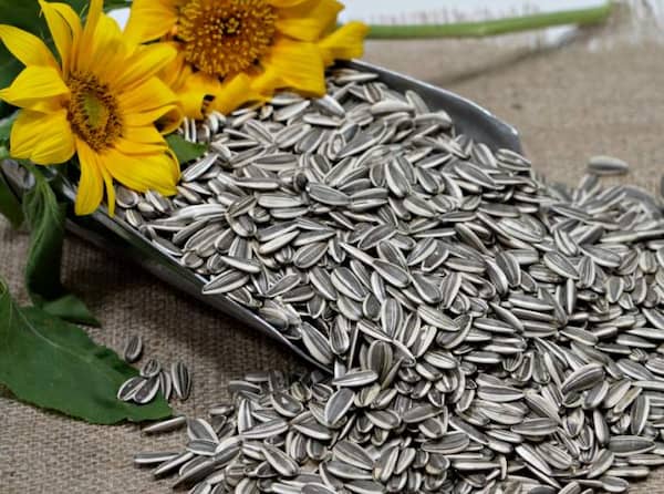 تصویر 4 از قیمت تخمه آفتابگردان شور + خرید باور نکردنی