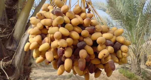 قیمت خرما رطب