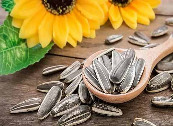تصویر 3 از خرید و قیمت تخمه آفتابگردان خوی + فروش عمده