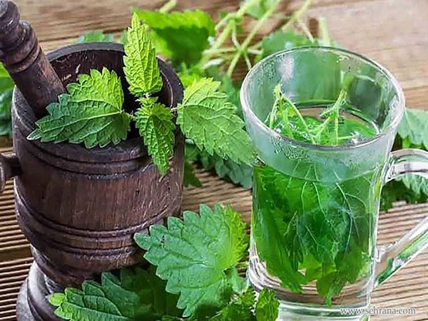تصویر 5 از قیمت خرید عرق 20 گیاه عمده به صرفه و ارزان