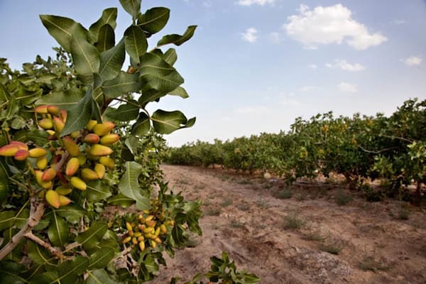 تصویر 2 از قیمت پسته جنگلی ریز + خرید باور نکردنی