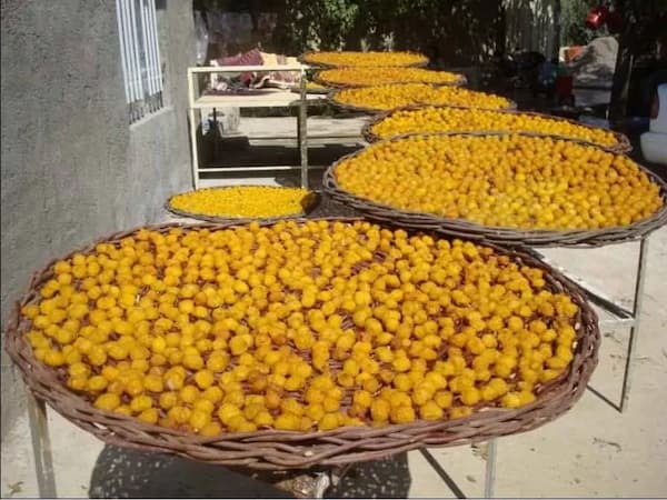 تصویر 1 از خرید آلو قطره طلا خشک + قیمت فروش استثنایی