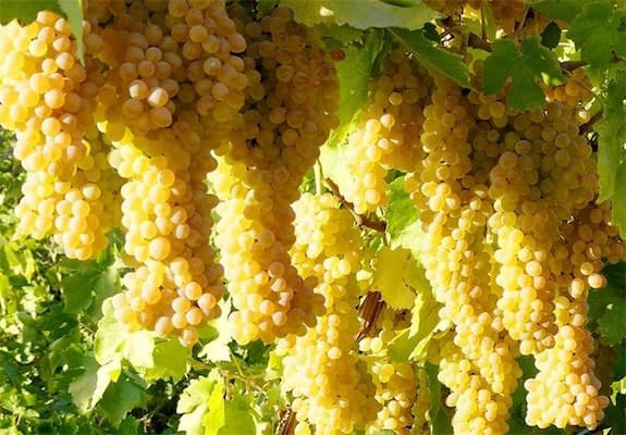 تصویر 2 از خرید کشمش طلایی اراک + بهترین قیمت