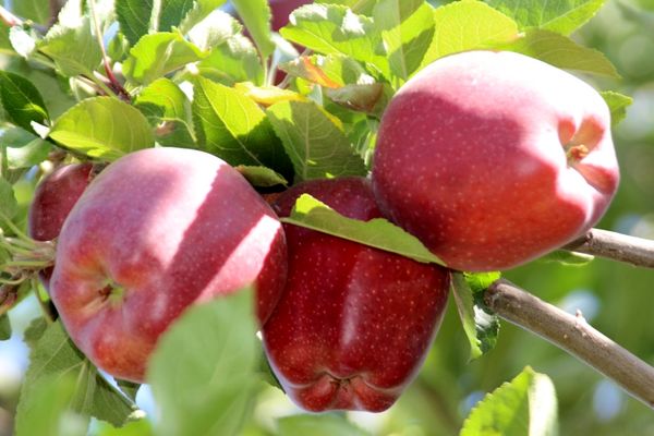 تصویر 4 از قیمت سیب وحشی کوچک با کیفیت ارزان + خرید عمده