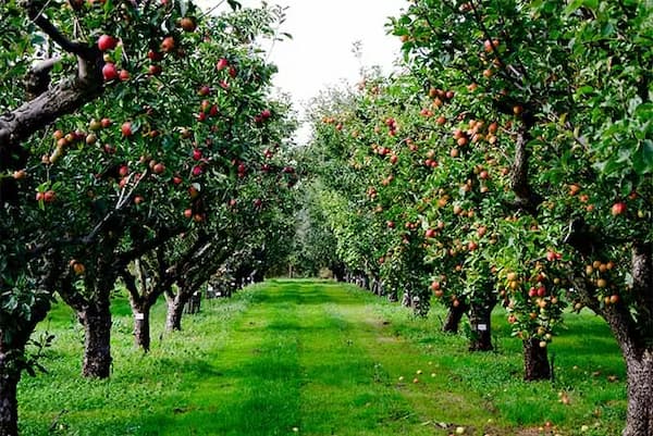 تصویر 2 از قیمت سیب وحشی جنگلی + خرید باور نکردنی