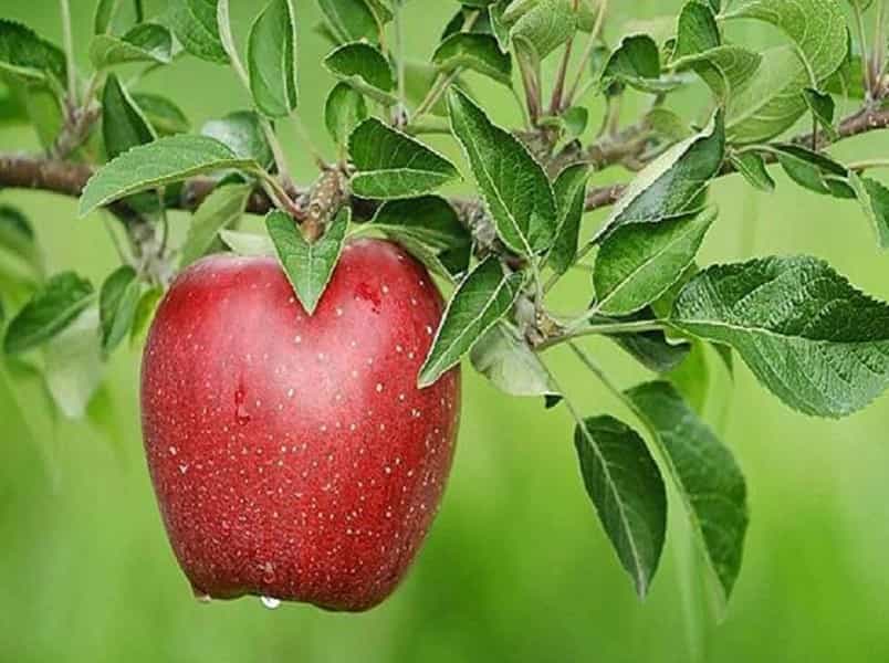 تصویر 5 از قیمت سیب وحشی جنگلی + خرید باور نکردنی