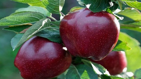 تصویر 1 از قیمت خرید سیب سمیرم اصفهان با فروش عمده
