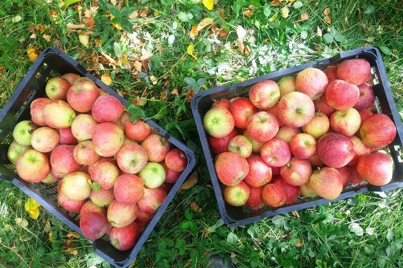 تصویر 3 از قیمت خرید سیب سمیرم اصفهان با فروش عمده