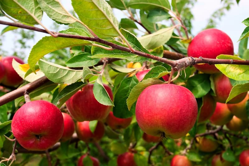 تصویر 4 از قیمت خرید سیب سمیرم اصفهان با فروش عمده