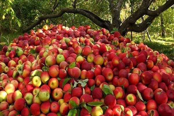 تصویر 2 از قیمت خرید سیب سمیرم اصفهان با فروش عمده