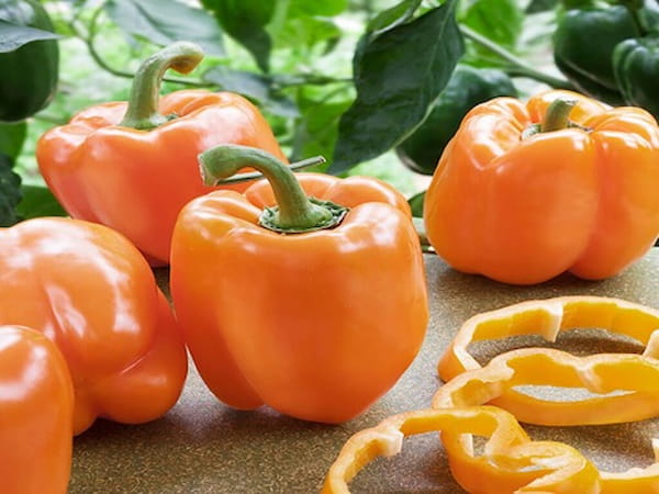 تصویر 1 از قیمت فلفل دلمه ای نارنجی + خرید باور نکردنی