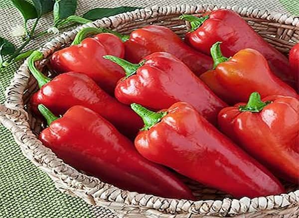 تصویر 4 از قیمت خرید فلفل دلمه ای ایتالیایی عمده به صرفه و ارزان