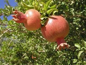 تصویر 5 از فروش انار صادراتی یزد + قیمت خرید به صرفه