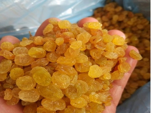 تصویر 5 از فروش کشمش طلایی قلمی + قیمت خرید به صرفه