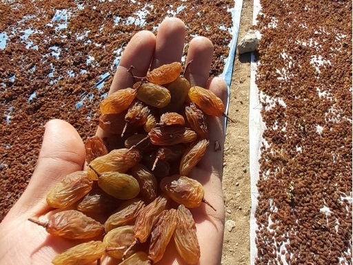 تصویر 1 از قیمت خرید کشمش آفتابی خشک با فروش عمده
